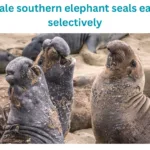 Male southern elephant seals eats selectively