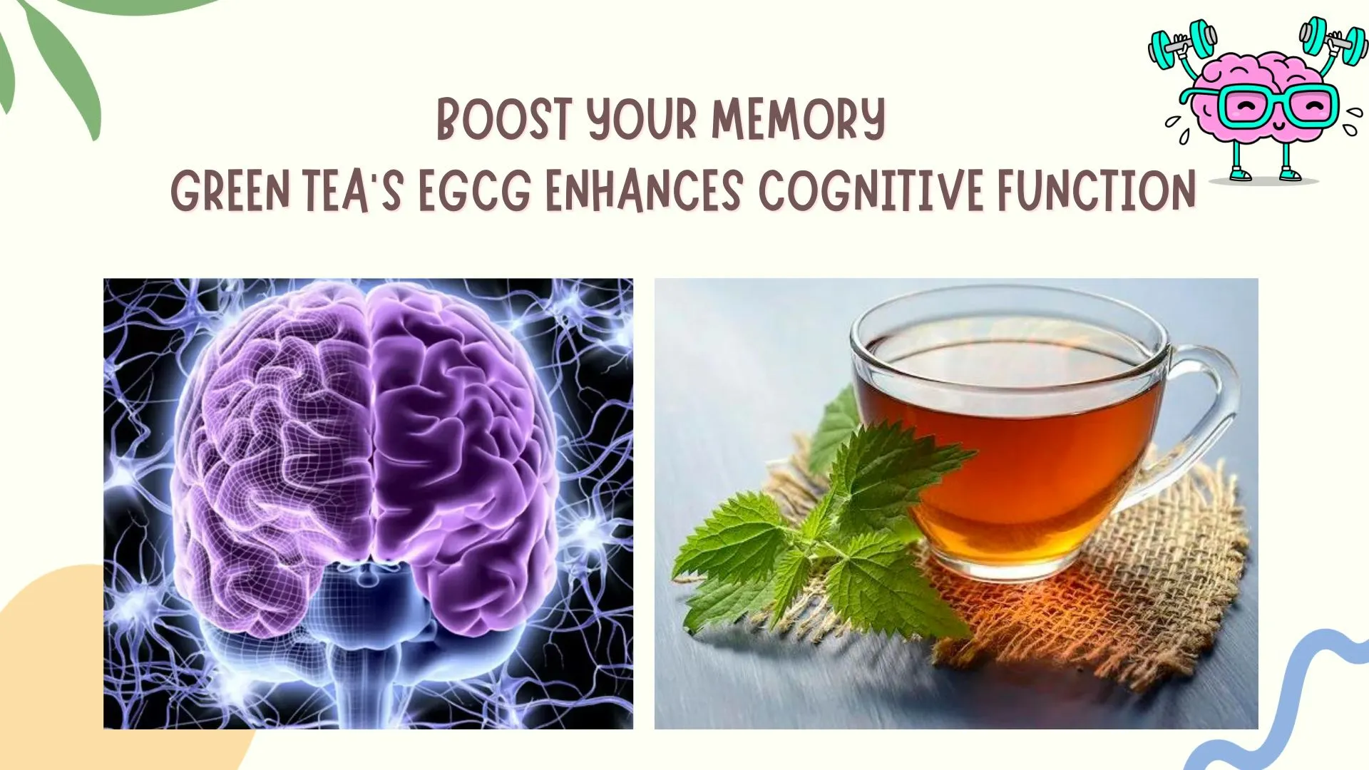 Boost Your Memory with Green Tea